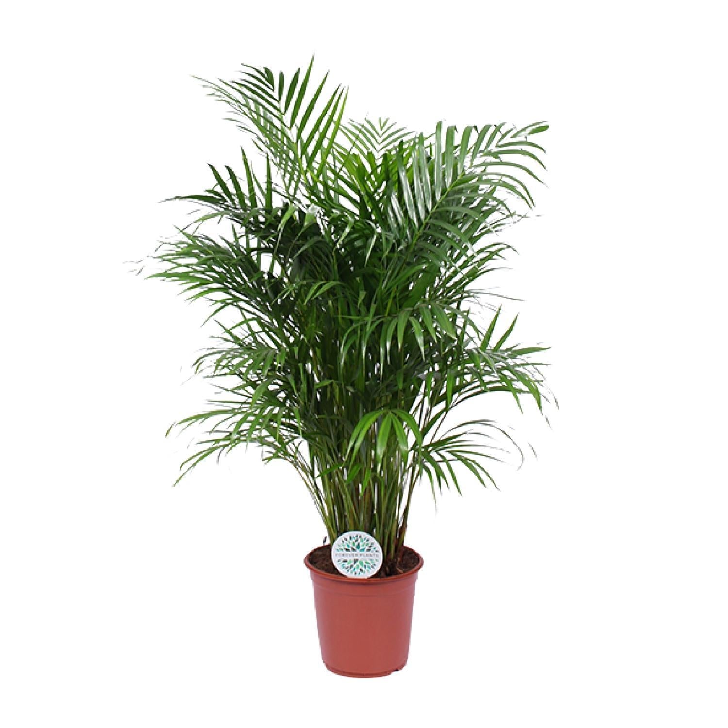 Arecpalme - Dypsis Lutescens - Ø24cm - ↕120cm