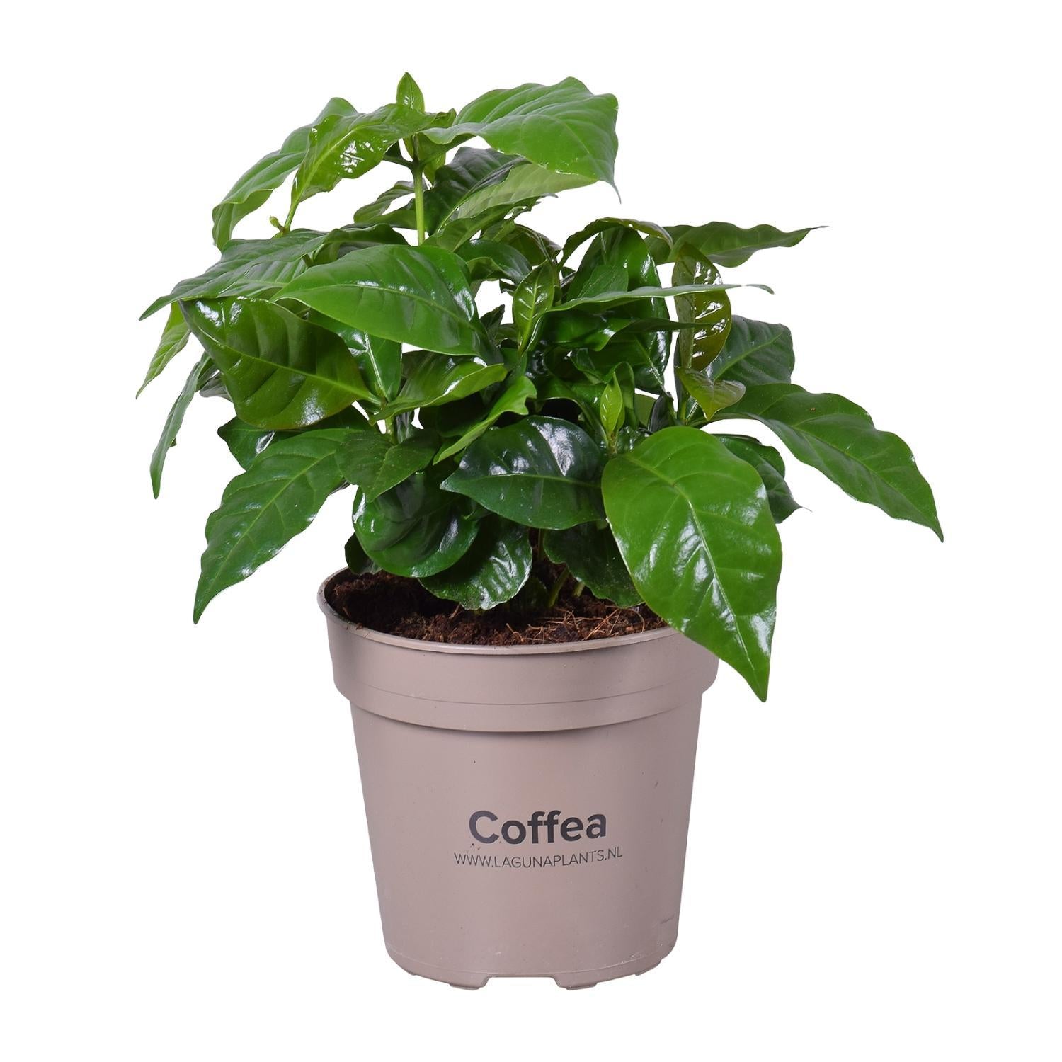 Koffie Arabica - Ø15cm - ↕45cm