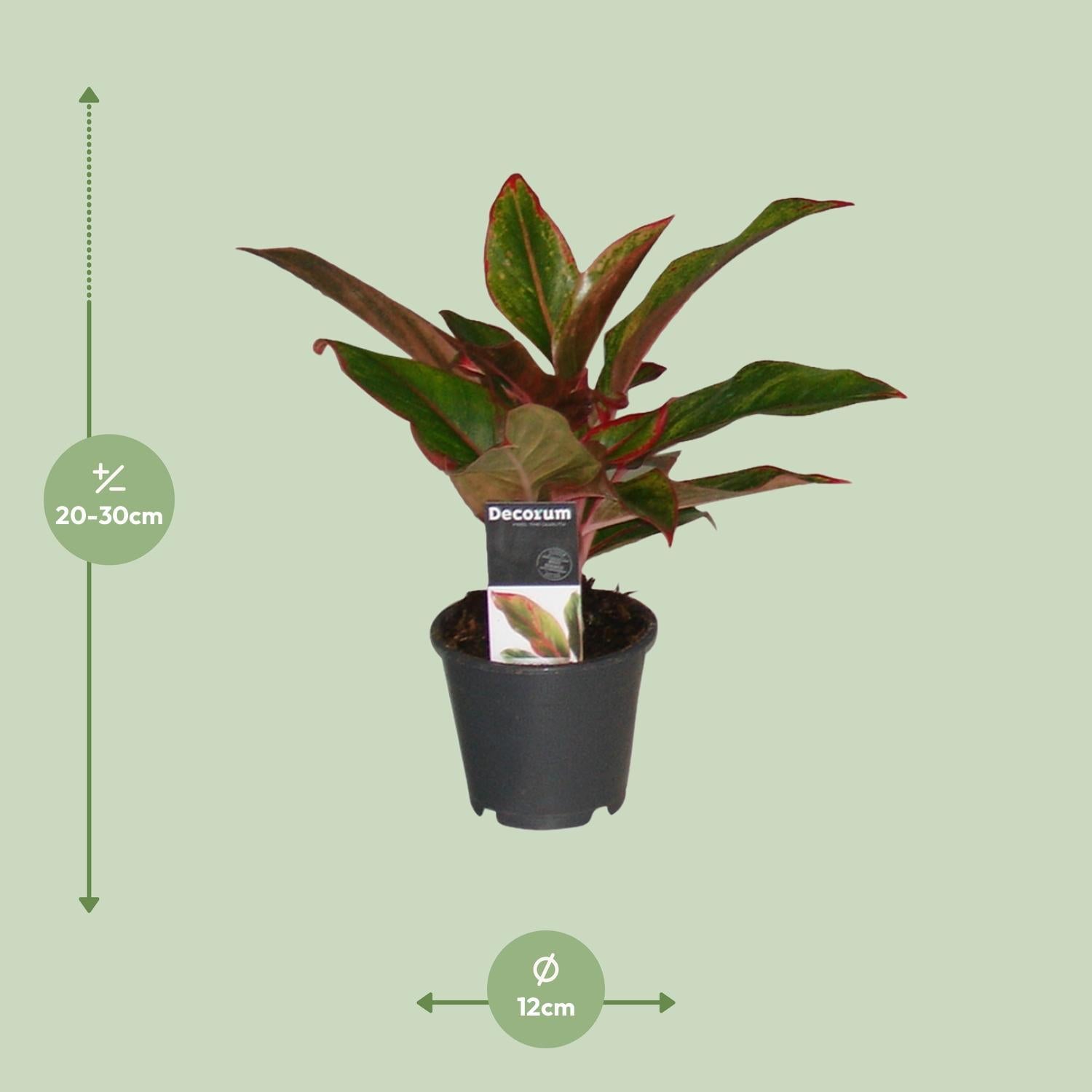 Kolbenfaden - Aglaonema Crete - Ø12cm - ↕50cm