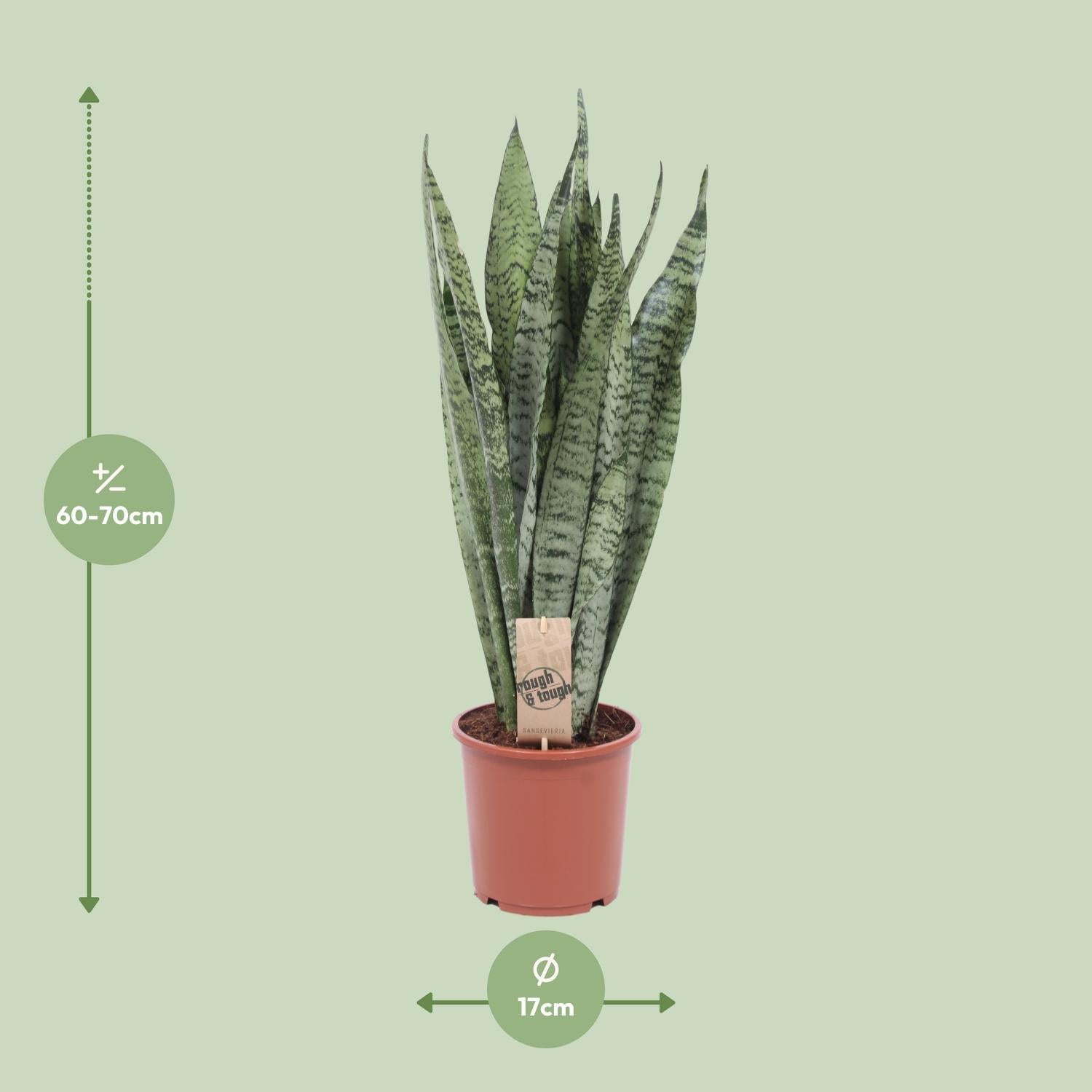 Sansevieria Zeylanica - Ø17cm - ↕70cm