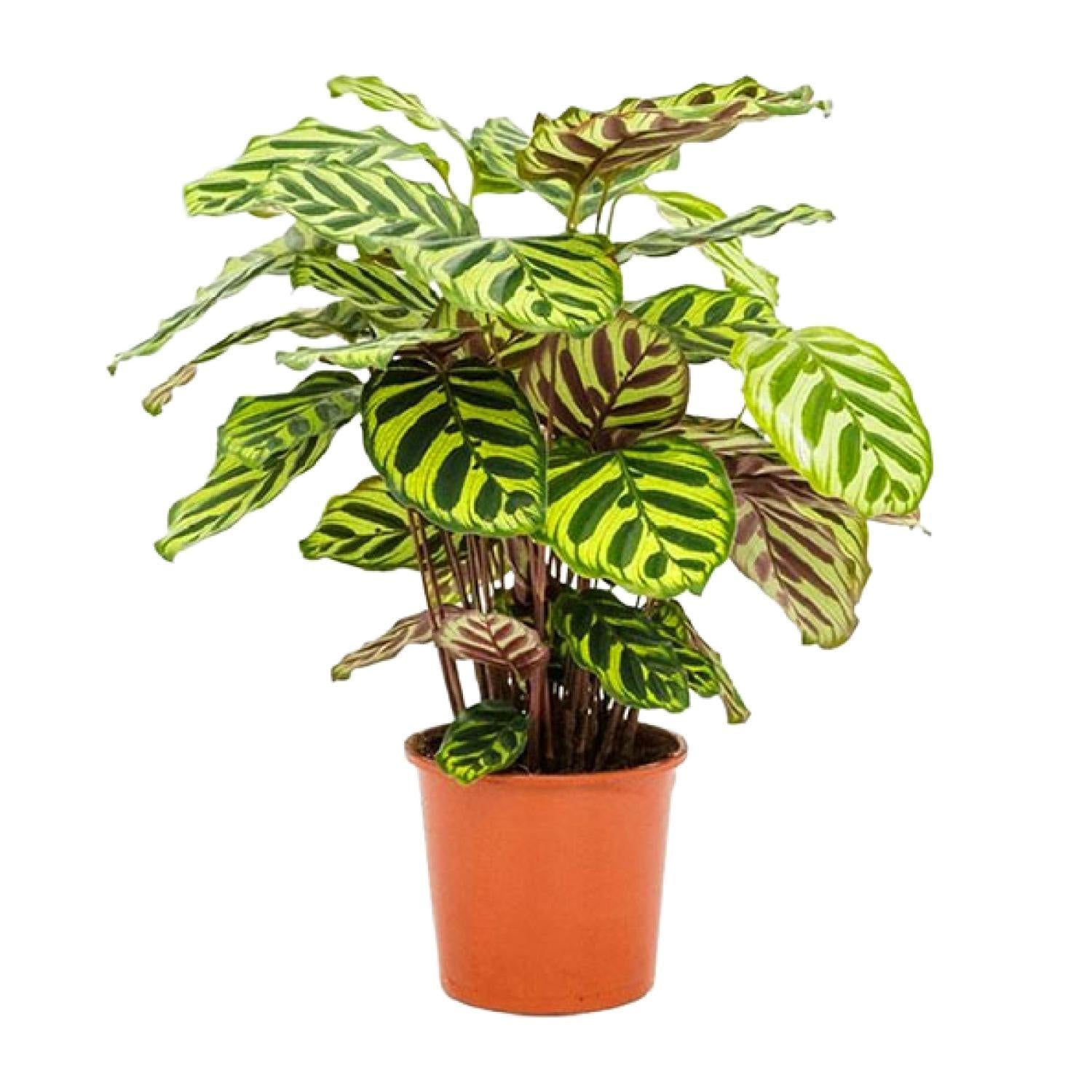 Pfauenpflanze - Calathea Makoyana - Ø14cm - ↕45cm