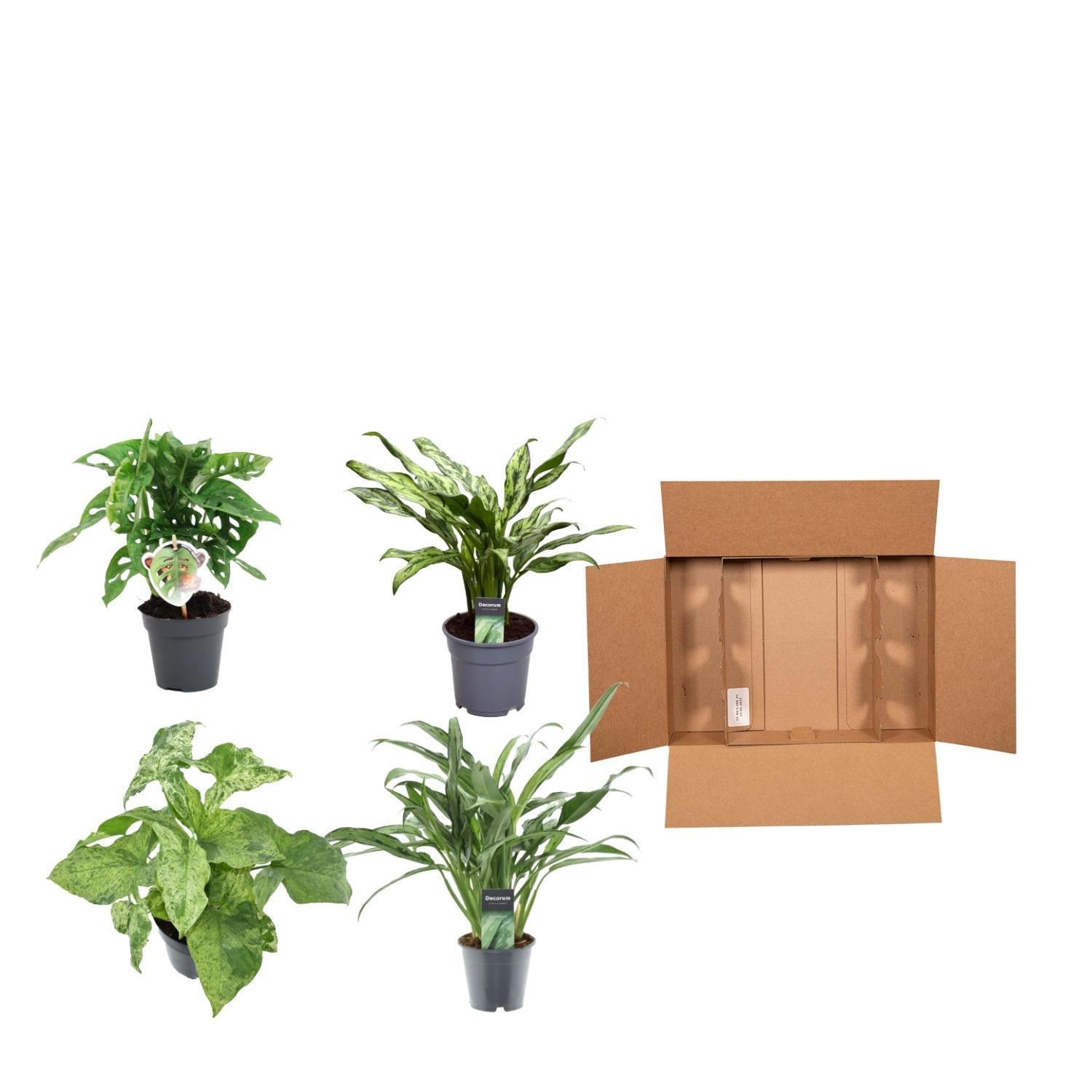 Grote mix van 4 planten - Monstera obliqua 'Monkey Leaf' - 25 cm - ø12 - Aglaonema Juliette - 40 cm - ø12 - Syngonium Mottled - 25 cm - ø12 - Aglaonema Cutlass - 40 cm - ø12