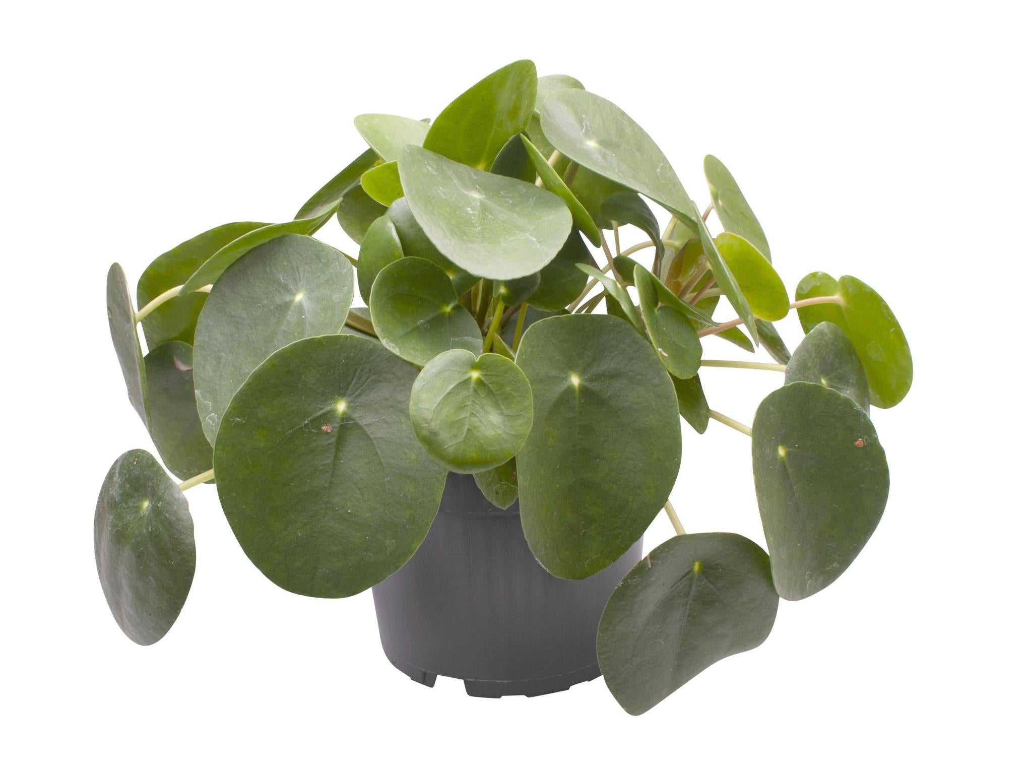 Pilea Peperomioides 12 Cm - Ø12cm - ↕20cm