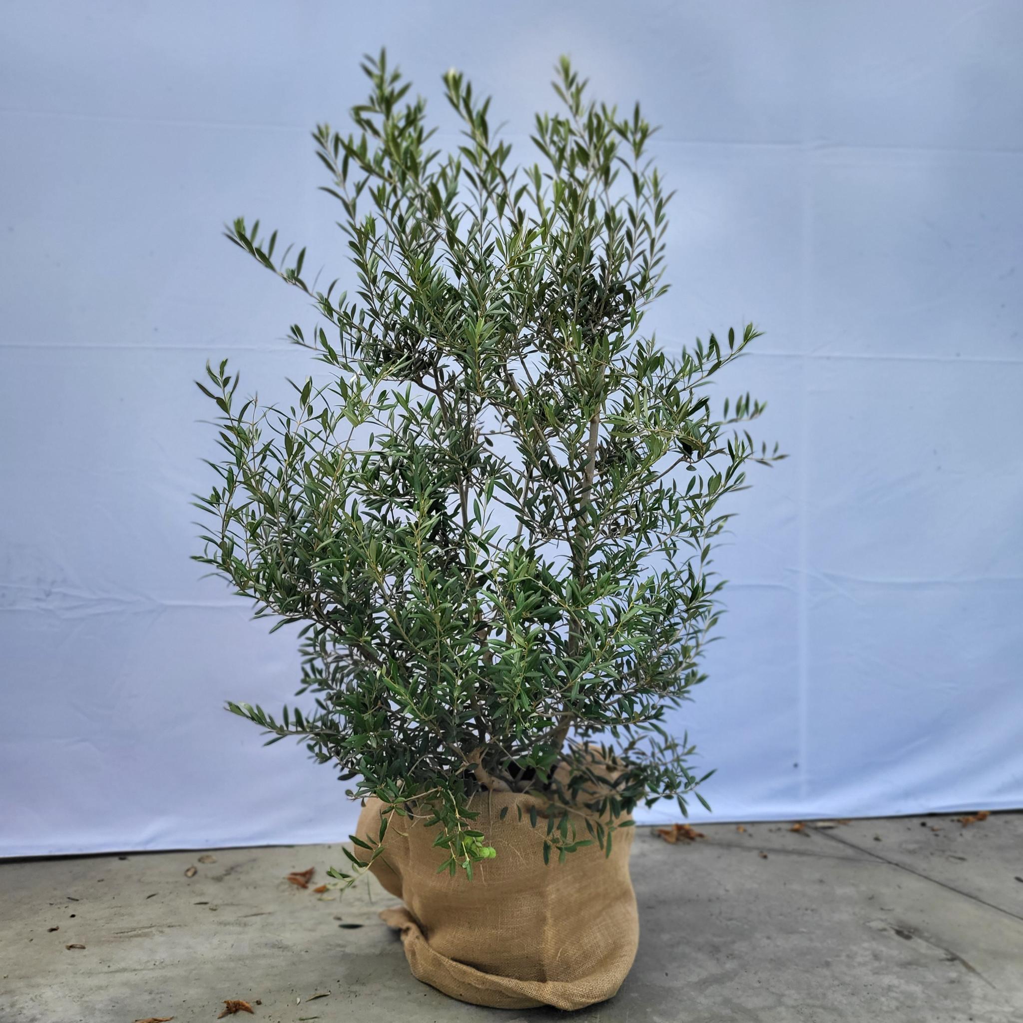 Olea Olive europaea 25 Liter, Olivenstrauch über 1,20 Meter hoch.