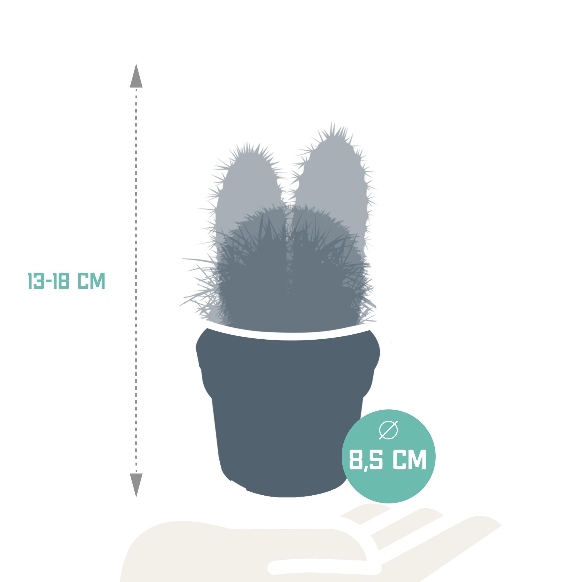 Kakteen Mix - 8,5 cm    3 Stück