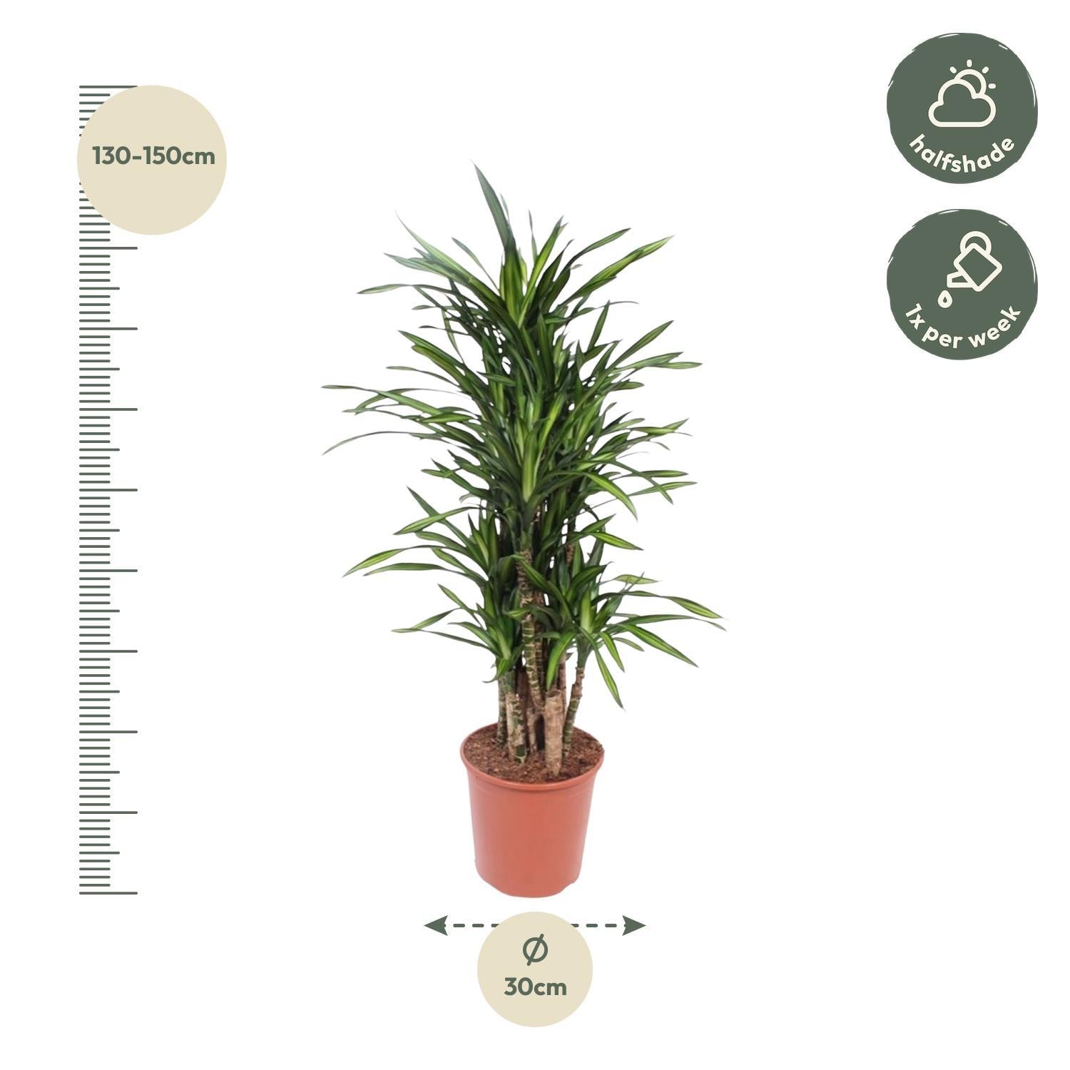 Drachenbaum Riki - Dracaena Riki - 140 cm - ø30