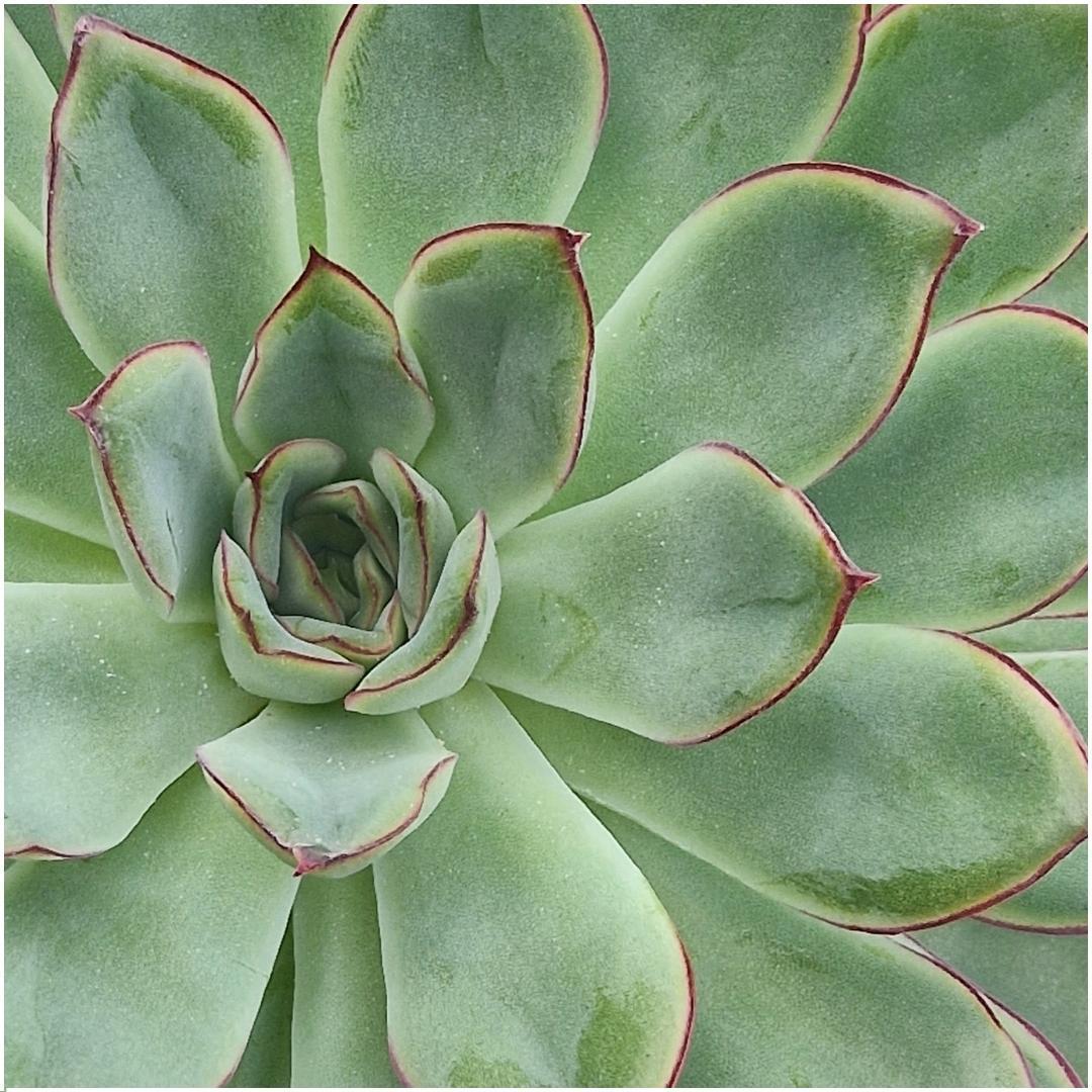 Schnittecheveria - ROOTLESS Succulent Echeveria Pulidonis auf Wanddeko Ring schwarz Ø20 cm - ↕20 cm