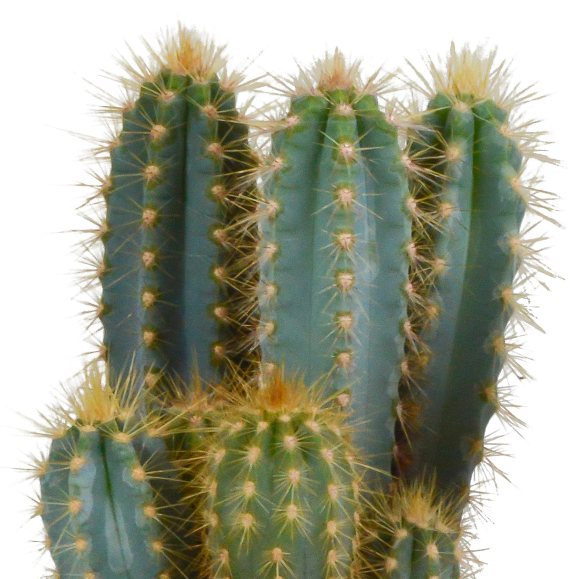 Pilosocereus azureus - 12cm - zonder pot