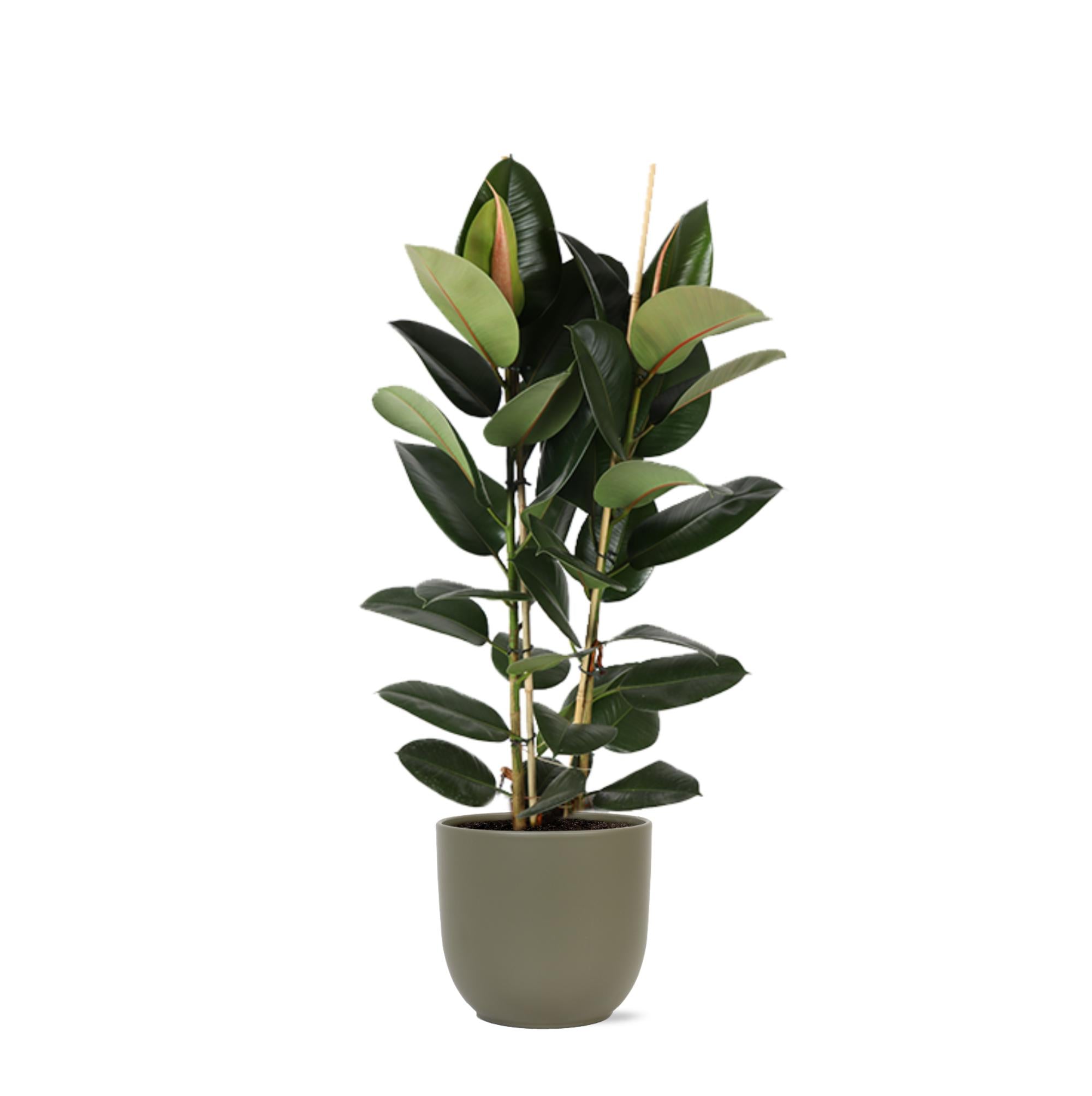 Gummibaum Ficus Elastica Robusta Ø24cm - ↕110cm in Boule Topf olive