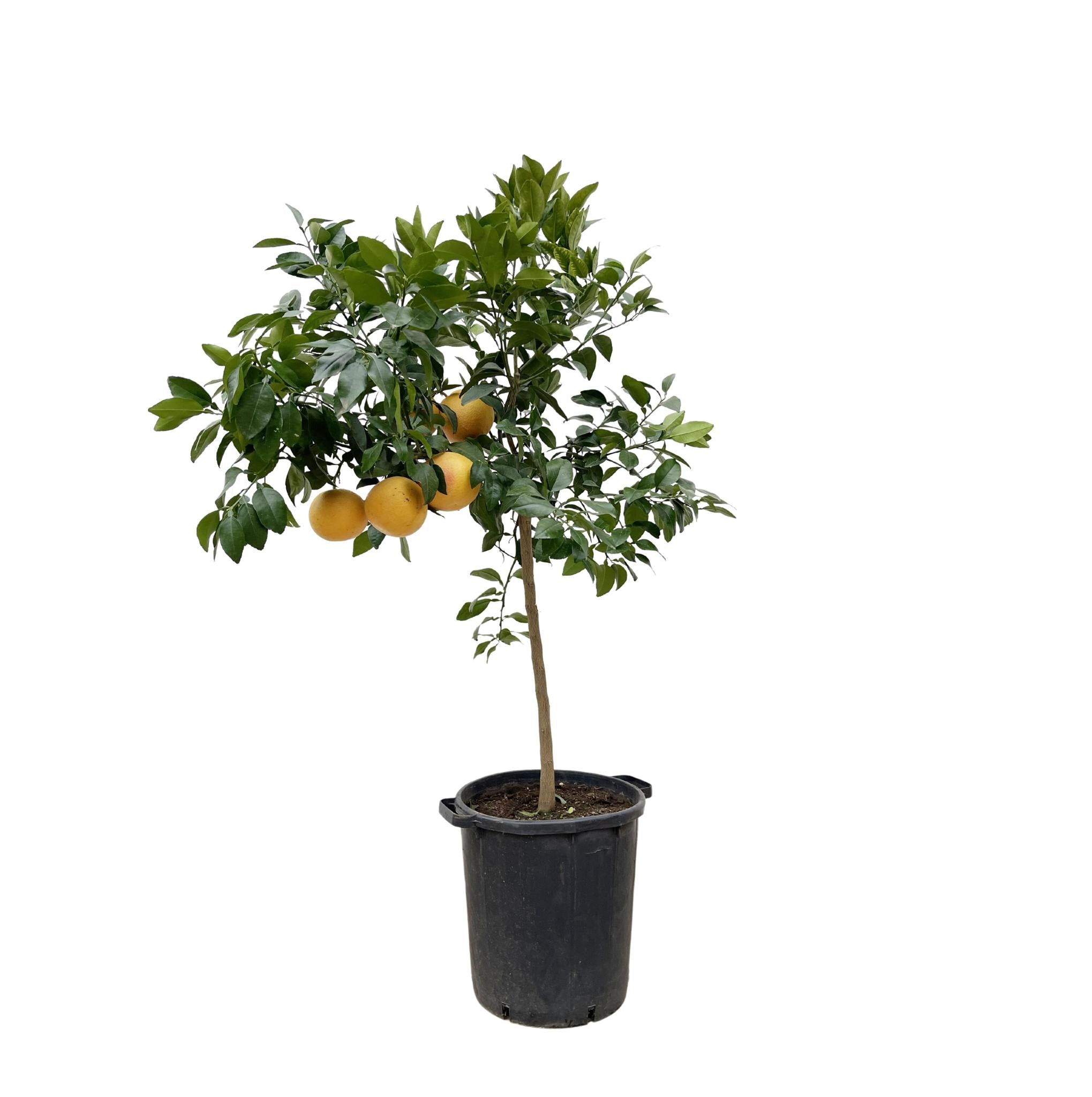 Grapefruitbaum - Citrus Pompelmo - 150 cm - ø40