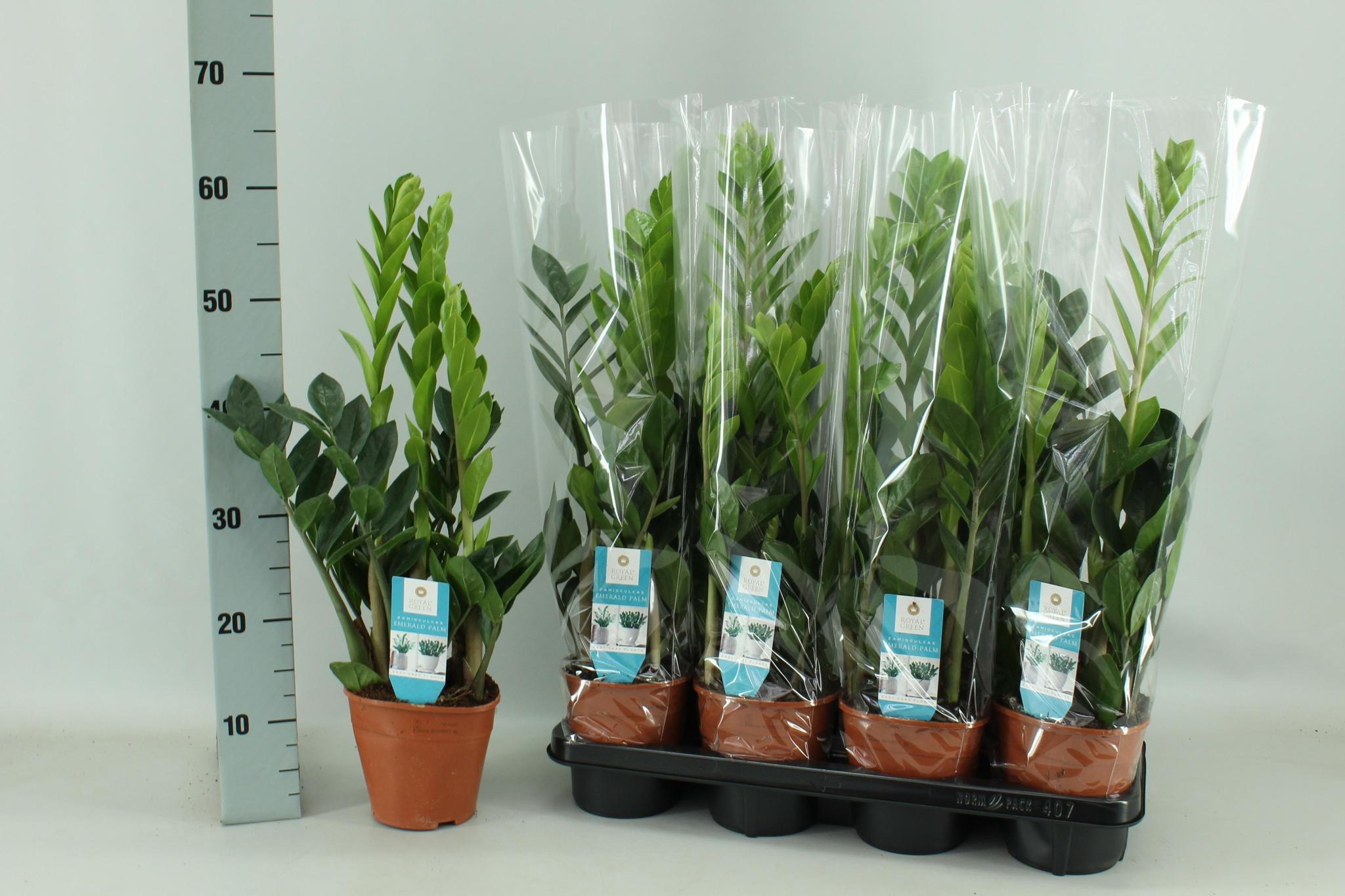 Zamioculcas 14cm - Ø14cm - ↕65cm