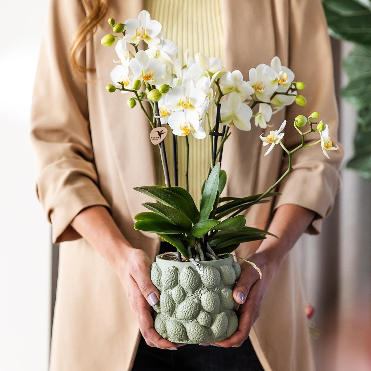 Orchidee gelbe Phalaenopsis-Orchidee - Mexiko + Citrus-Ziertopf grün - Topfgröße Ø9cm - 40cm hoch | blühende Zimmerpflanze im Blumentopf - frisch vom Züchter