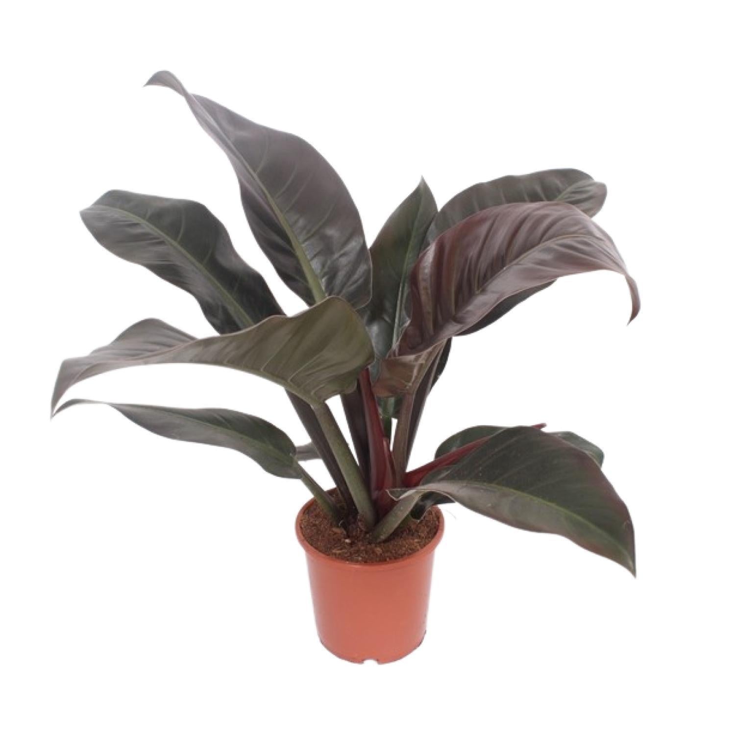 Philodendron Imperial Red - Ø17cm - ↕60cm