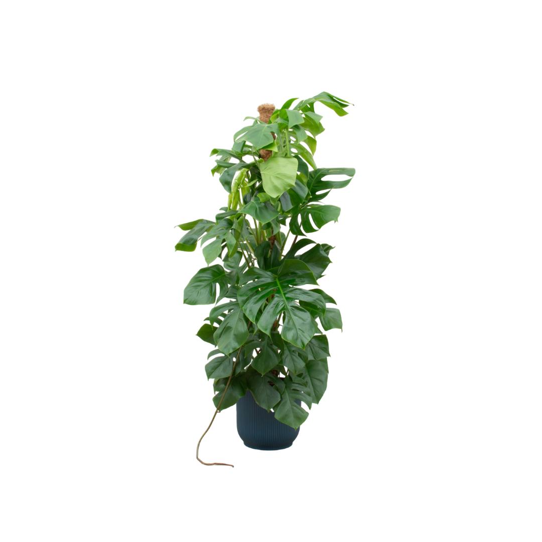 Monstera Pertusum XL inclusief elho Vibes Fold Round Topf blau Ø30 - 150 cm