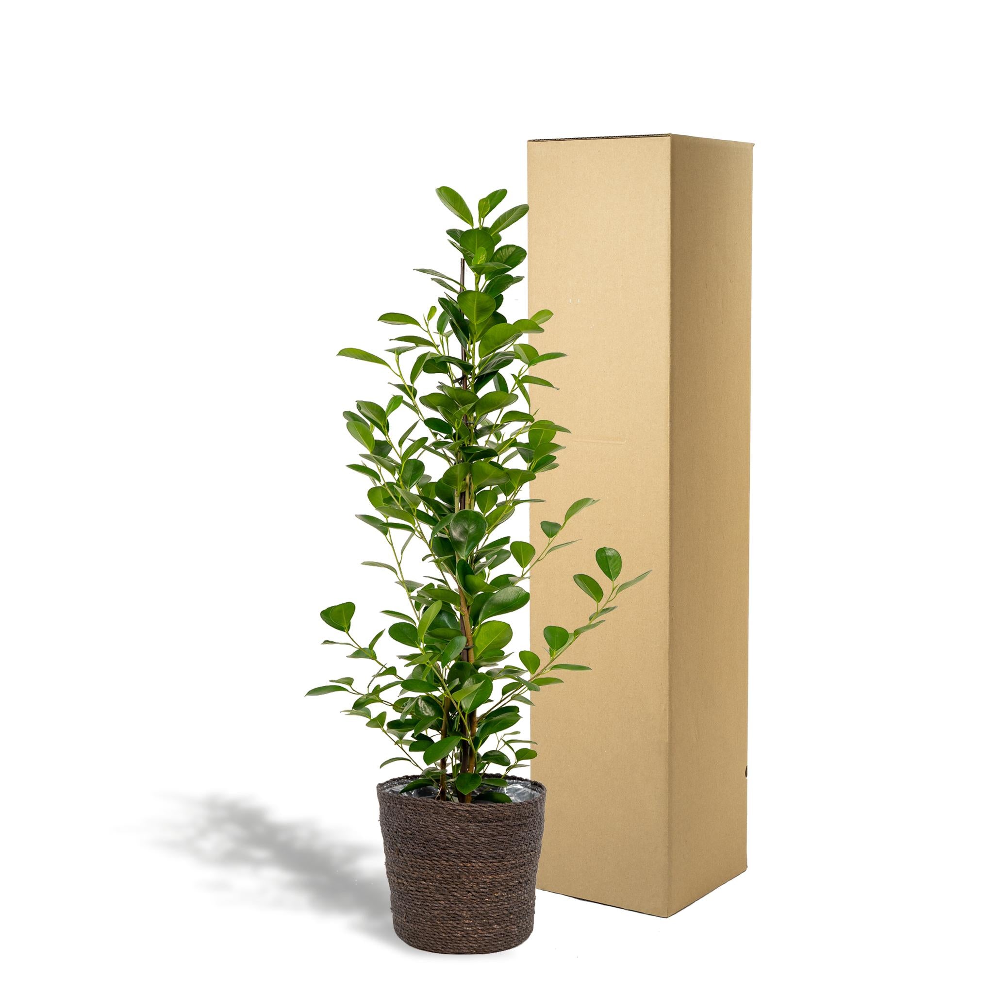 Ficus microcarpa Moclame - Ø21cm - ↕95cm + mand Igmar