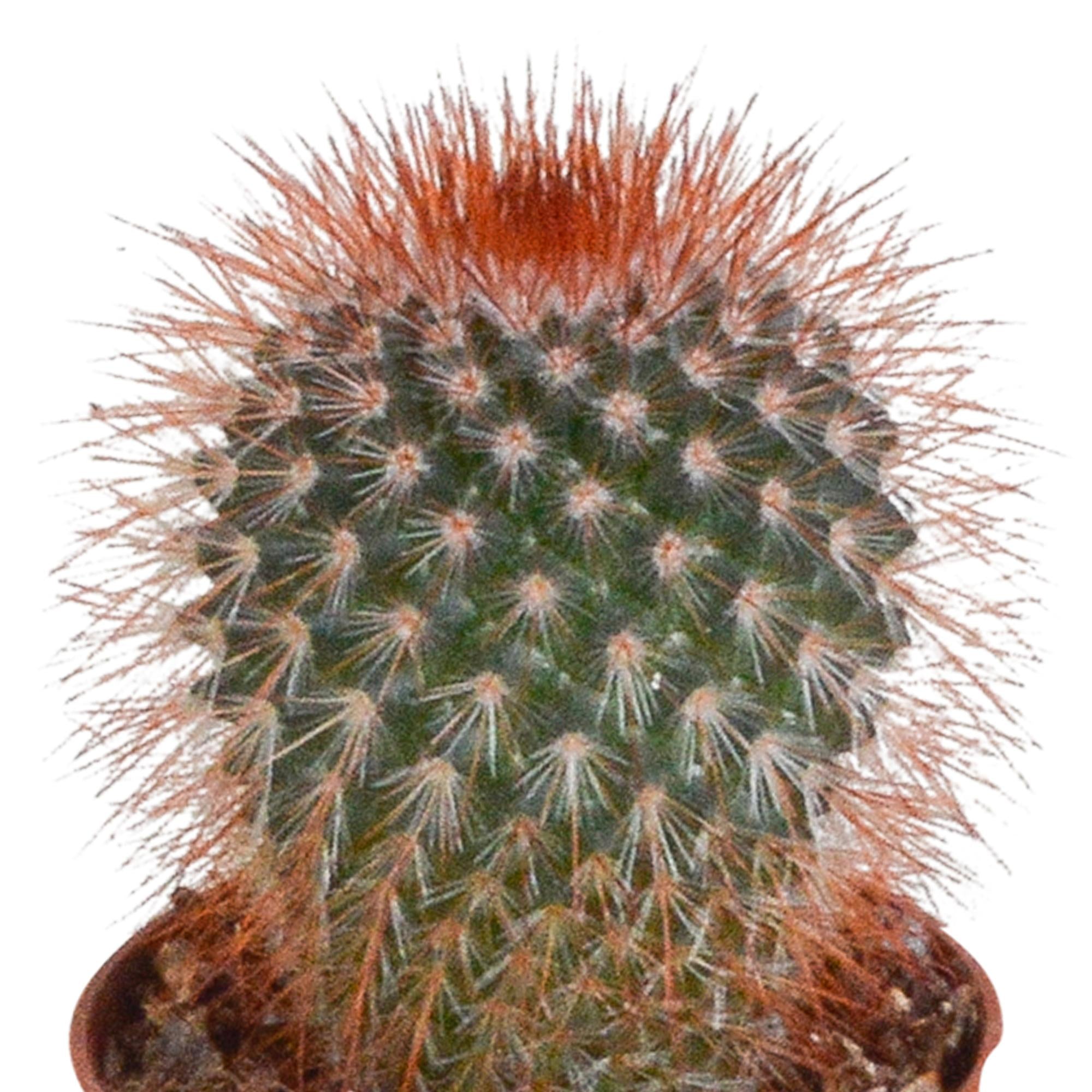 Cactusmix 5,5 cm - 5x - zonder pot