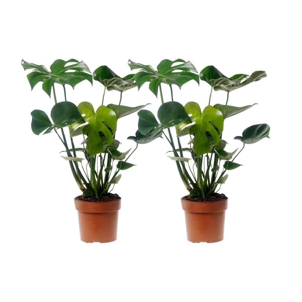 Monstera Deliciosa - 2 Stücke - Ø17cm - ↕55cm