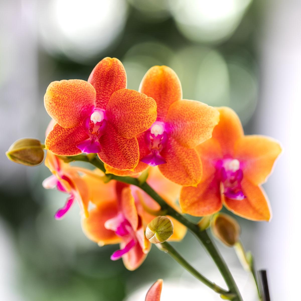 Hummingbird Orchids I COMBI-AANBIEDING van 2 geurige oranje Phalaenopsis orchideeën - potmaat Ø12cm | bloeiende kamerplant - vers van de veredelaar