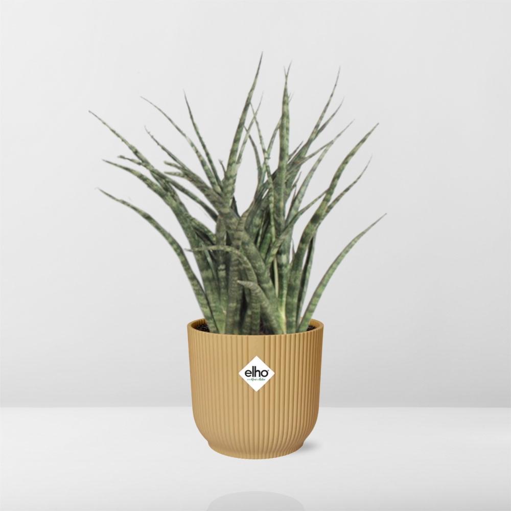 Schwiegermutterzunge - Sansevieria Fernwood Punk in ELHO Vibes Fold 14cm geel Topf gelb