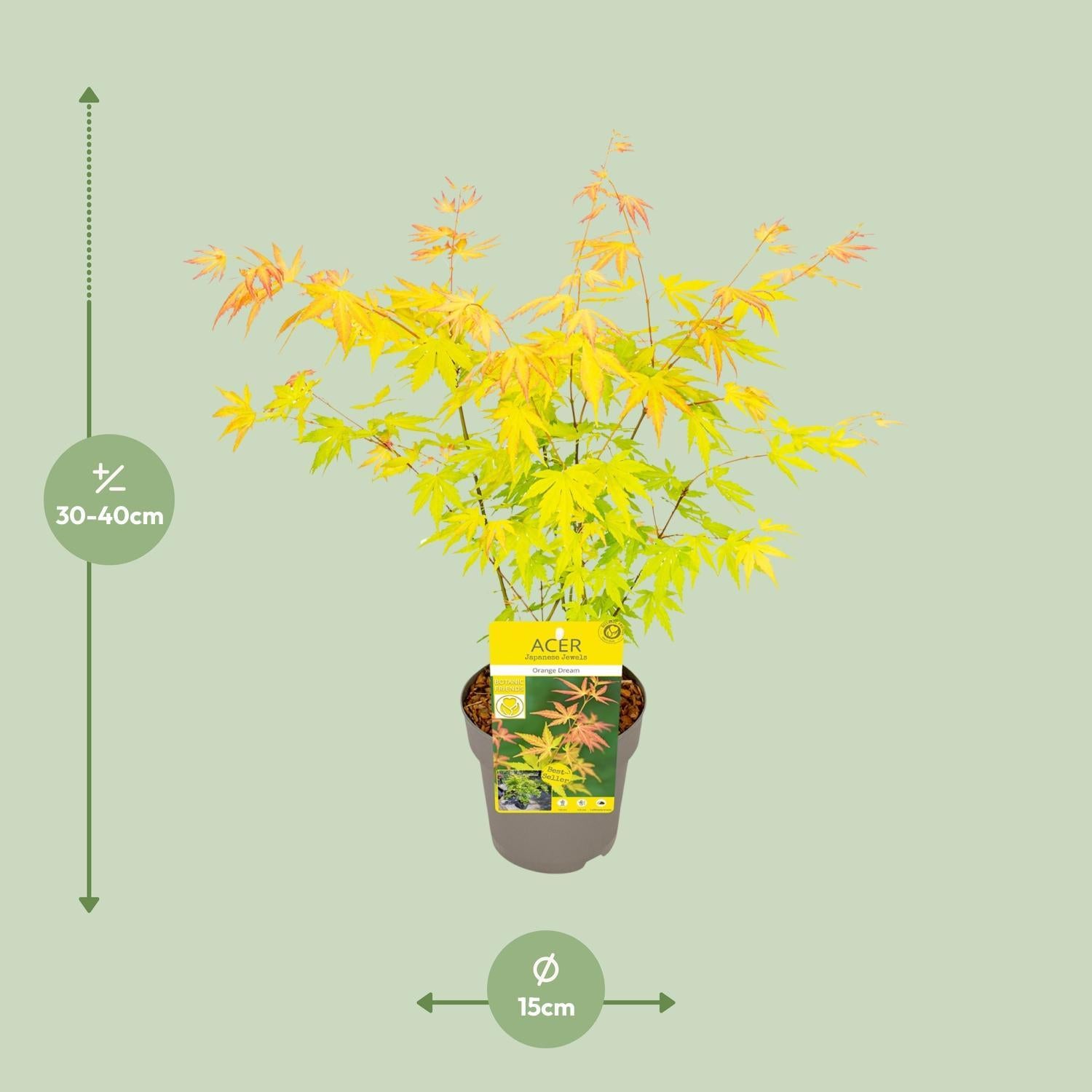 Japanischer Ahorn 'Orange - Acer palmatum Orange Dream - Ø15 - ↨30cm