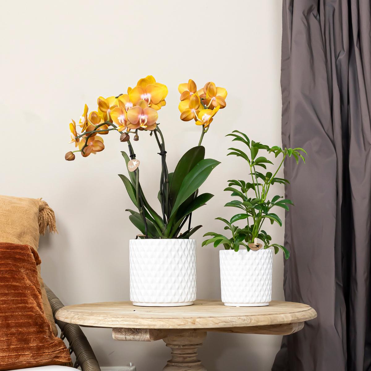 Kolibrie-orchideeën | COMBO AANBIEDING van 2 Phalaenopsis orchideeën - Las Vegas - potmaat Ø12cm | bloeiende kamerplant - vers van de veredelaar 