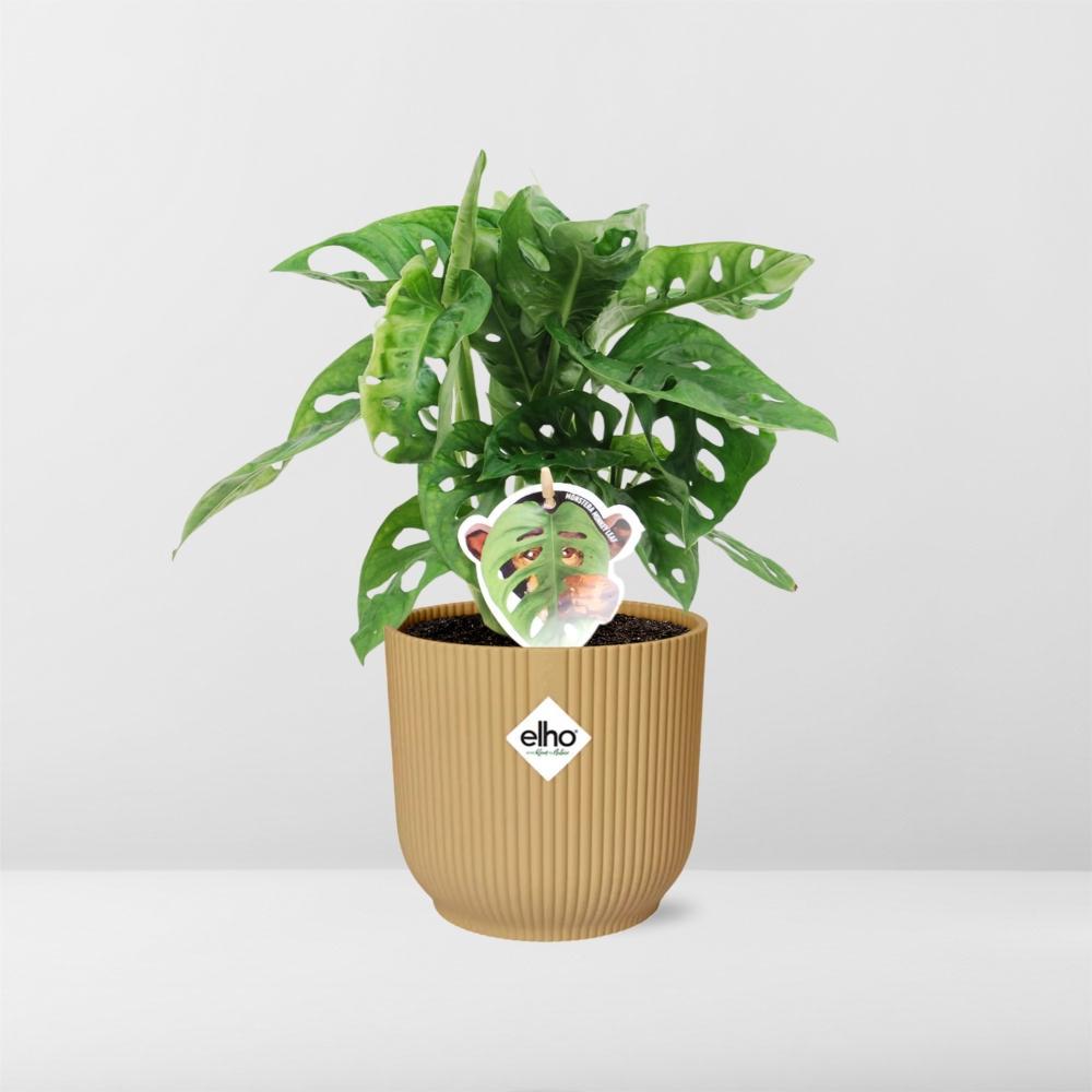 Schiefes Fensterblatt - Monstera ‘Monkey Leaf’ in ELHO Vibes Fold 14cm geel Topf gelb