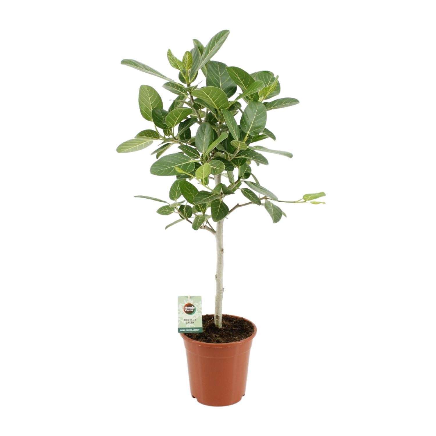 Indischer Banyanbaum Ficus Benghalensis Petite Audrey - Ø21cm - ↕95cm