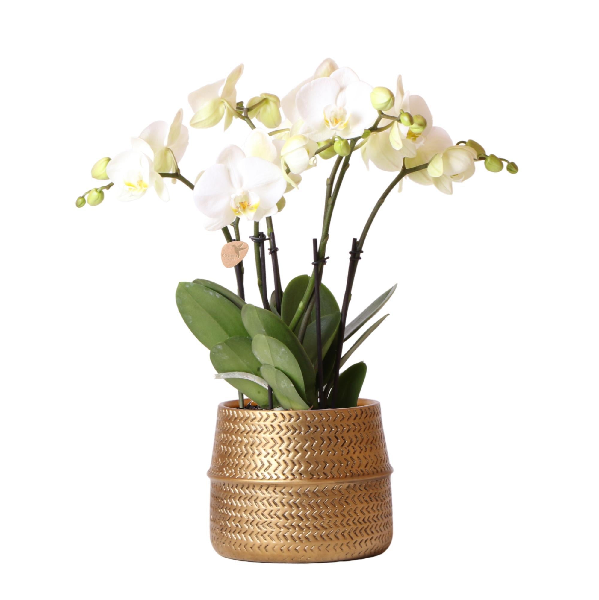 Orchidee Weiße Phalaenopsis Jewel Ghent  Orchidee im goldfarbenen Groove Ziertopf - Topfgröße Ø12cm