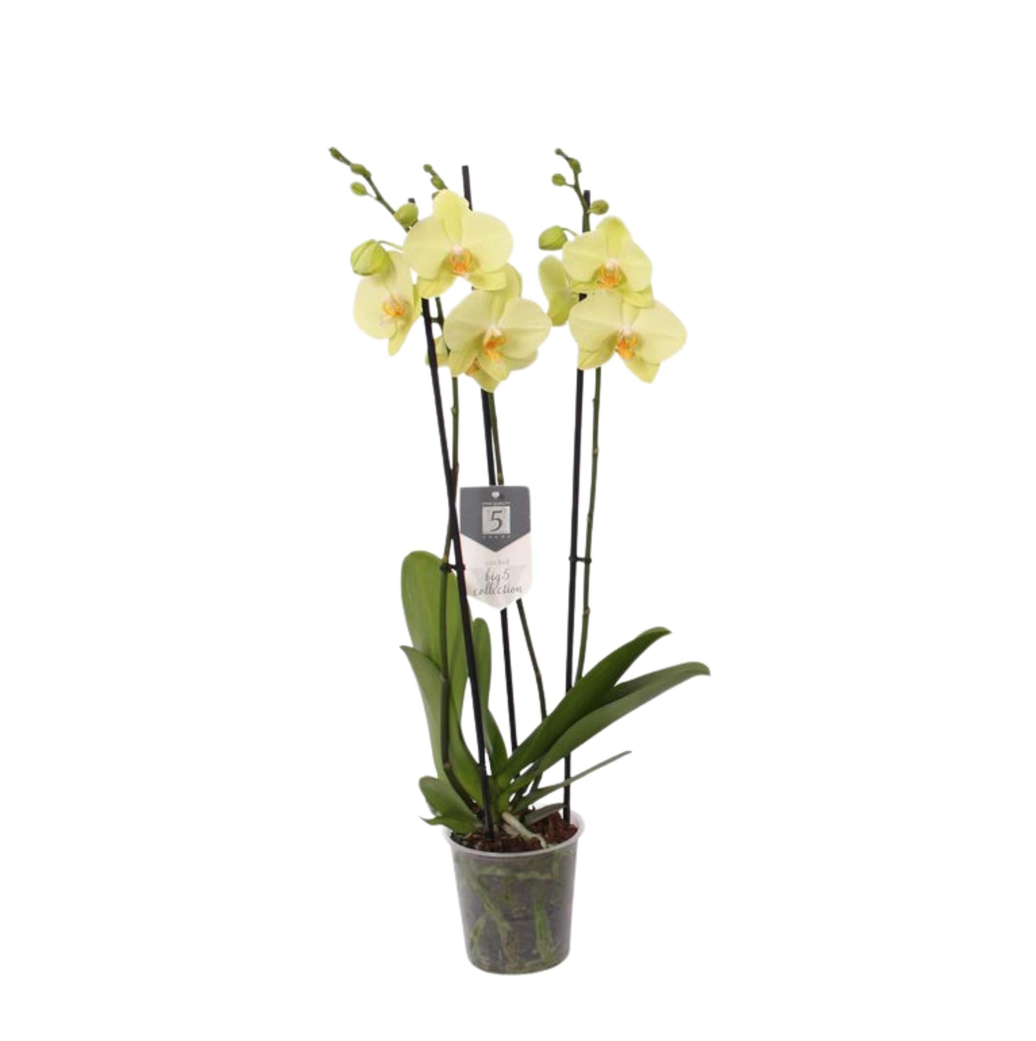 Orchidee Phalaenopsis Volterra - 3 tak - 60 cm - Ø12cm