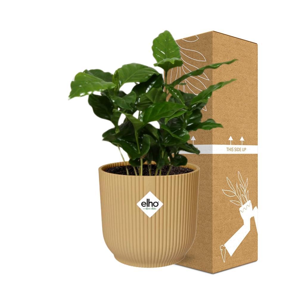 Coffea Arabica - Kaffeepflanze - in ELHO Vibes Fold 14cm geel Topf gelb