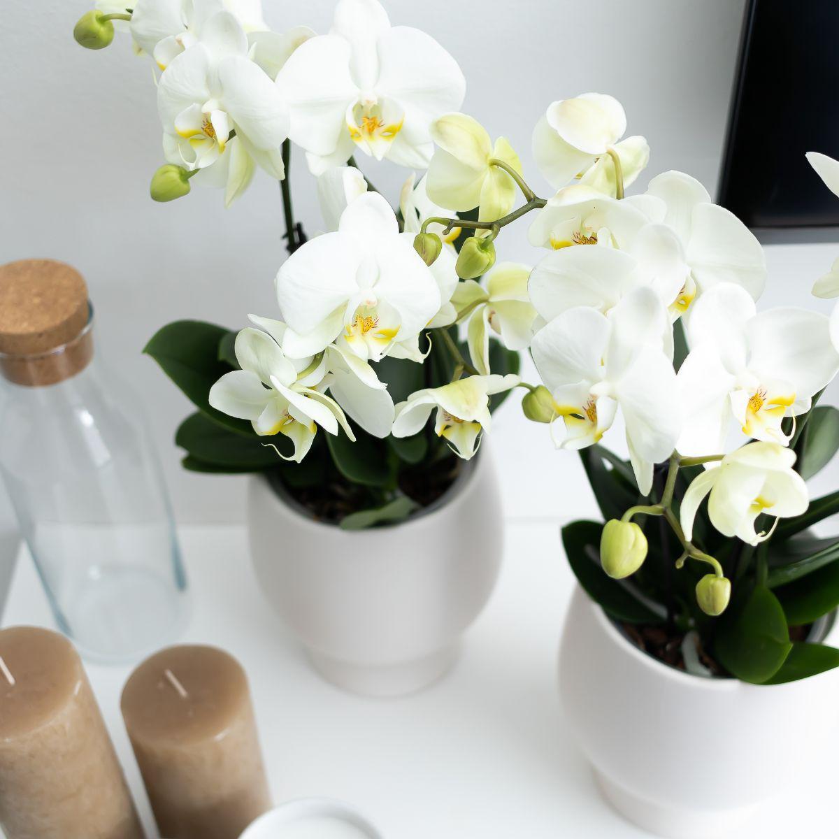 Kolibrie-orchideeën | Witte Phalaenopsis Orchidee Potmaat - Jewel Gent - Potmaat Ø12cm | bloeiende kamerplant - vers van de veredelaar