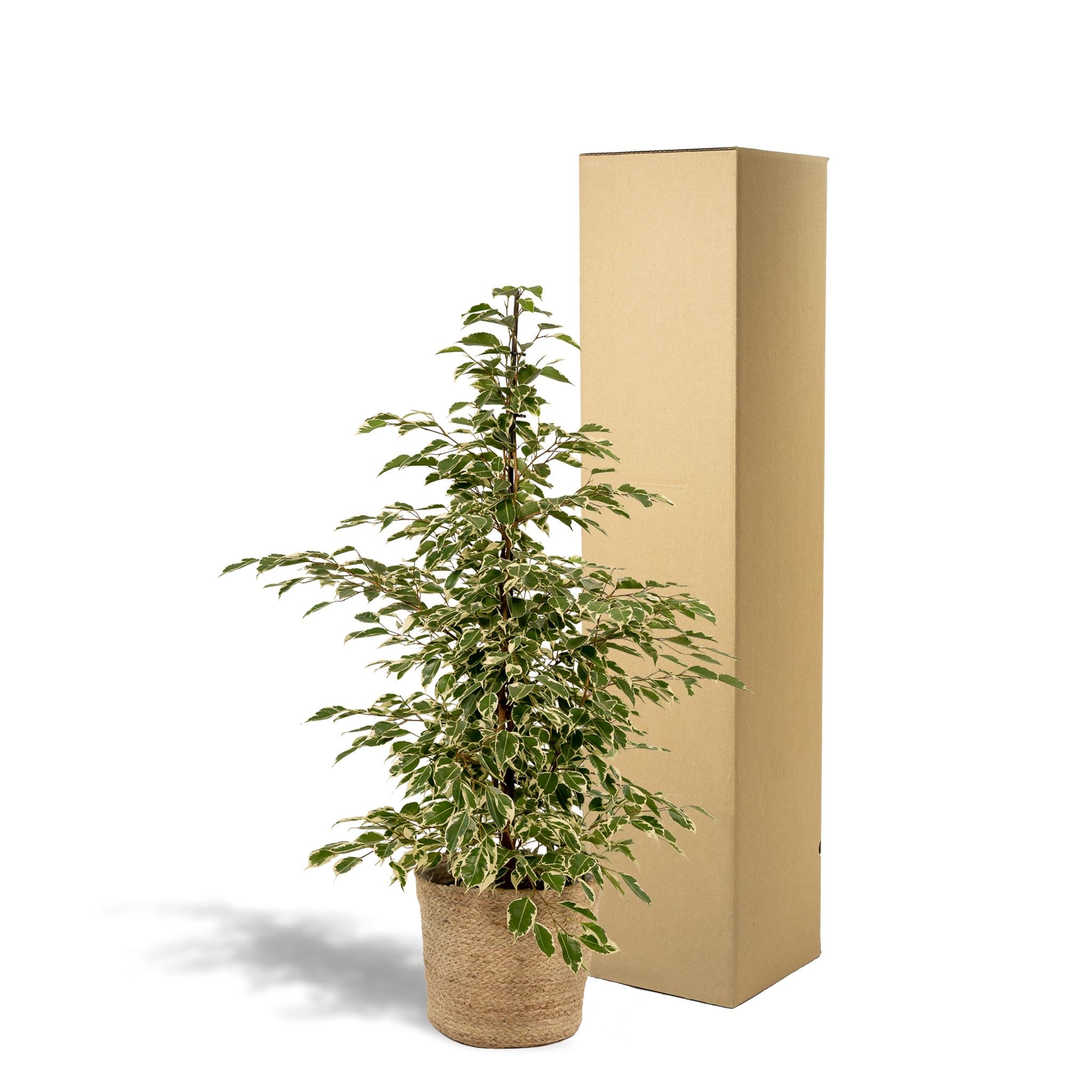 Birkenfeige - Ficus benjamina Twilight - Ø21cm - ↕95cm + Korb Selin