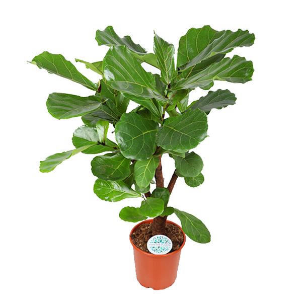 Geigenfeige - Ficus lyrata  - Ø24cm - ↕110cm