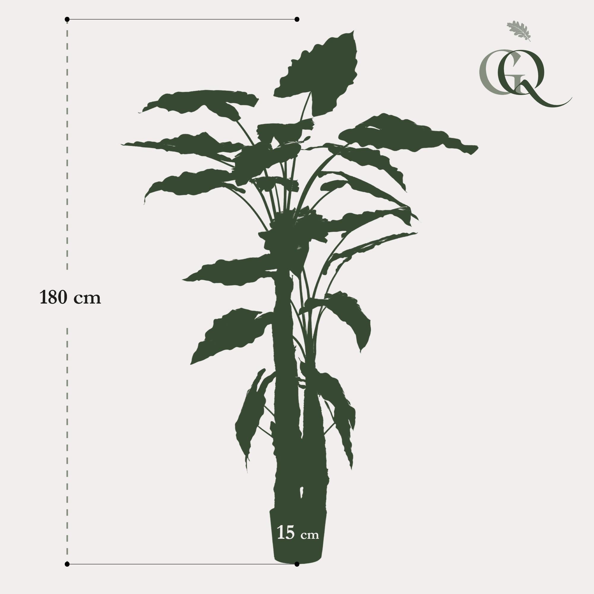 Kunstpflanze - Alocasia - 180 cm