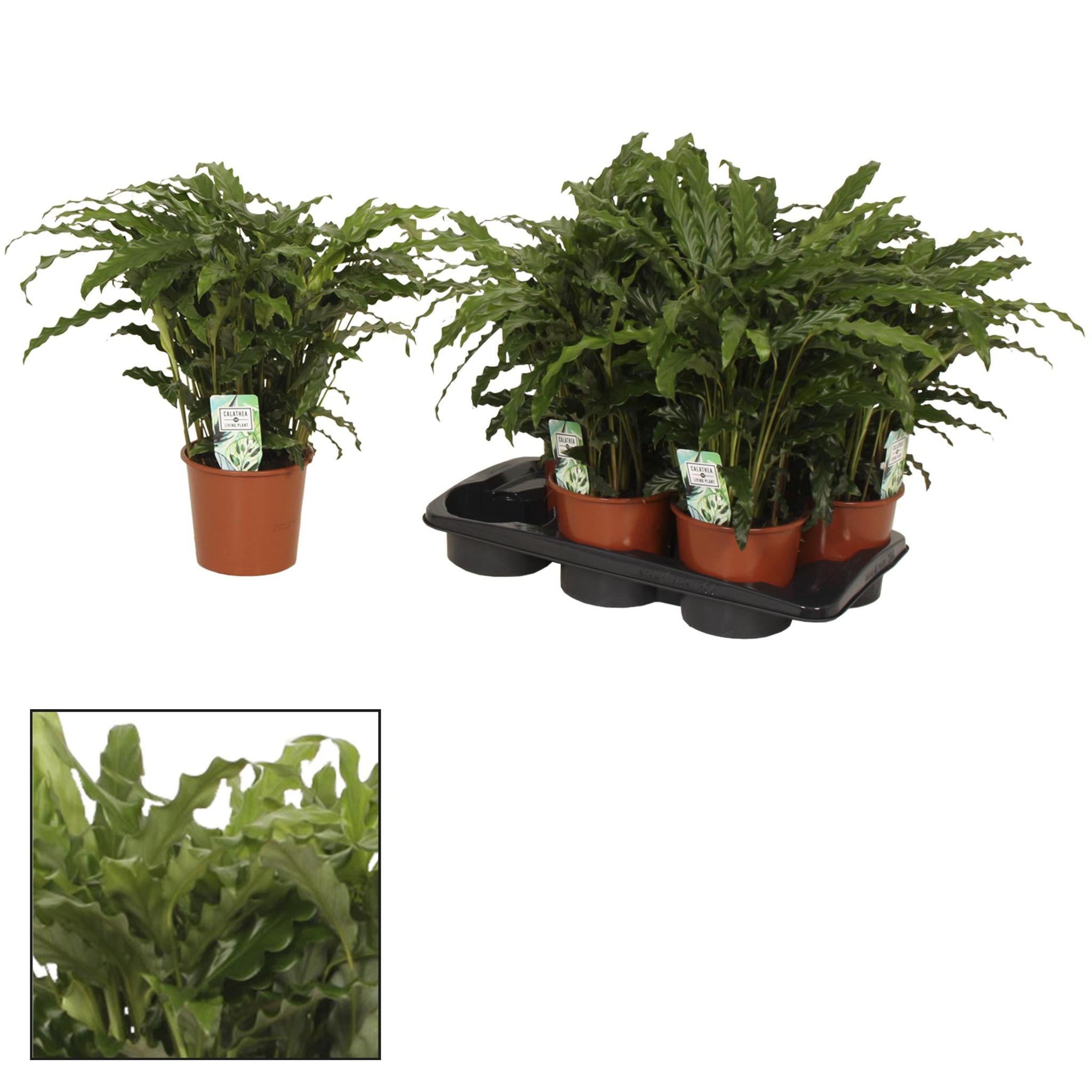 Calathea  Bluegrass - Korbmarante - Ø17 ↕65