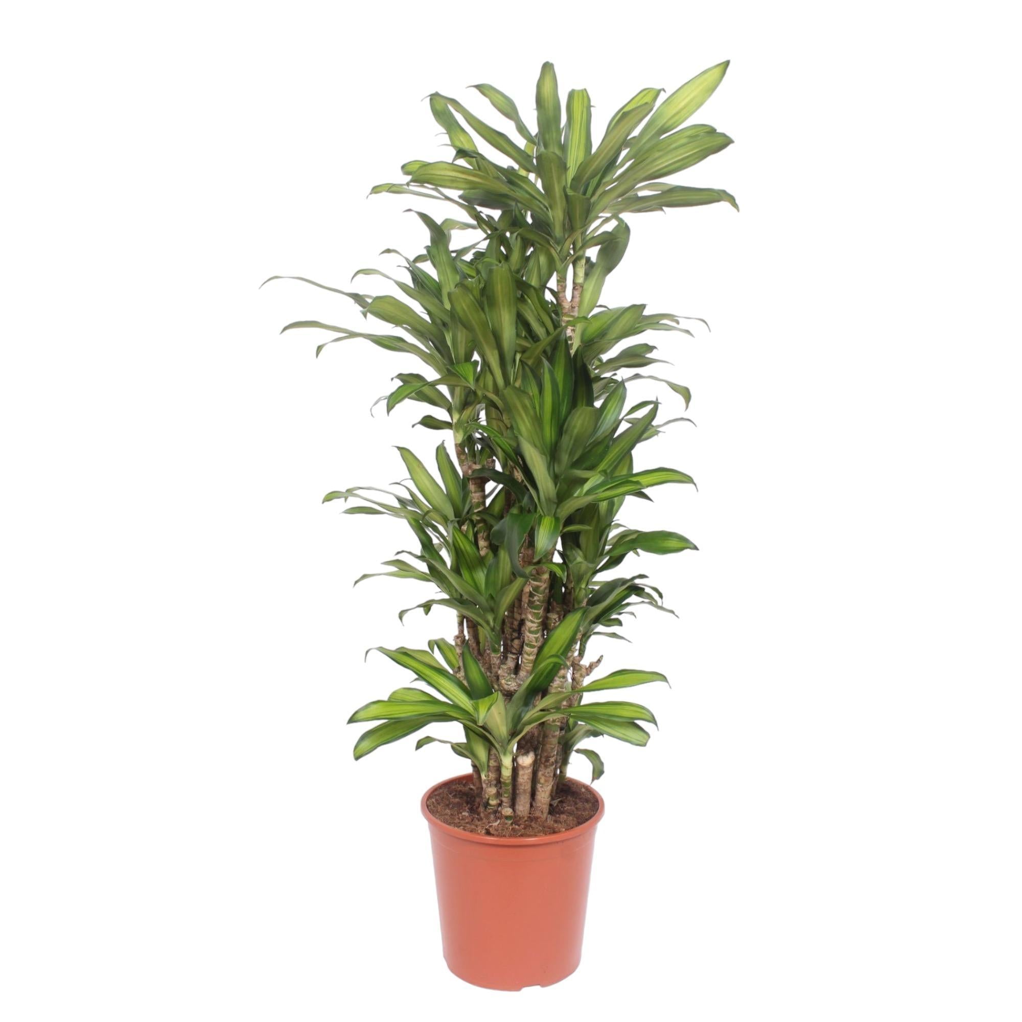 Drachenbaum Eve - Dracaena Eve - 160 cm  - ø30