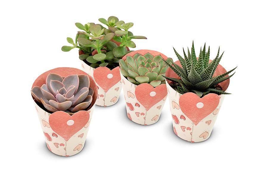 Succulents in Heart Cover Topf- 4 Stücke - Ø8,5cm - ↕11cm