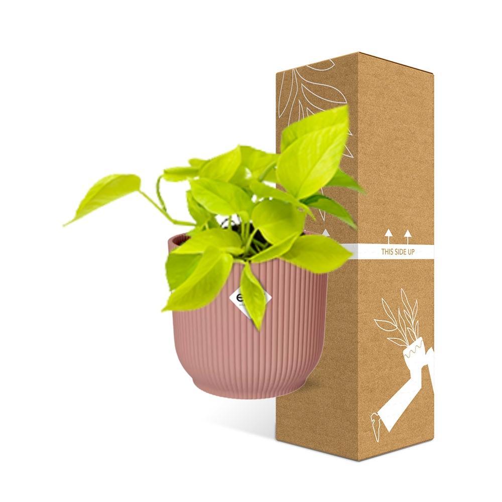 Efeutute - Epipremnum Aureum Pinnatum 'Golden Pothos' in ELHO Vibes Fold 14cm Topf rosa