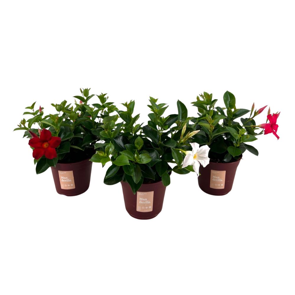 Mandevilla 'Zomerville' Struik Mix - 3 stuks - Ø14cm - ↕30cm