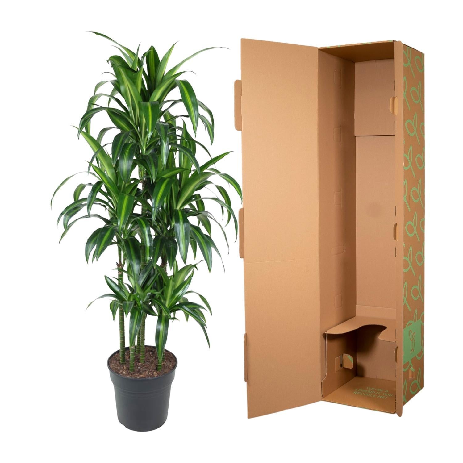 Drachenbaum Hawai auch hawaiianische Ti-Pflanze - Dracaena Hawaiiana Carrousel - 150 cm - ø31