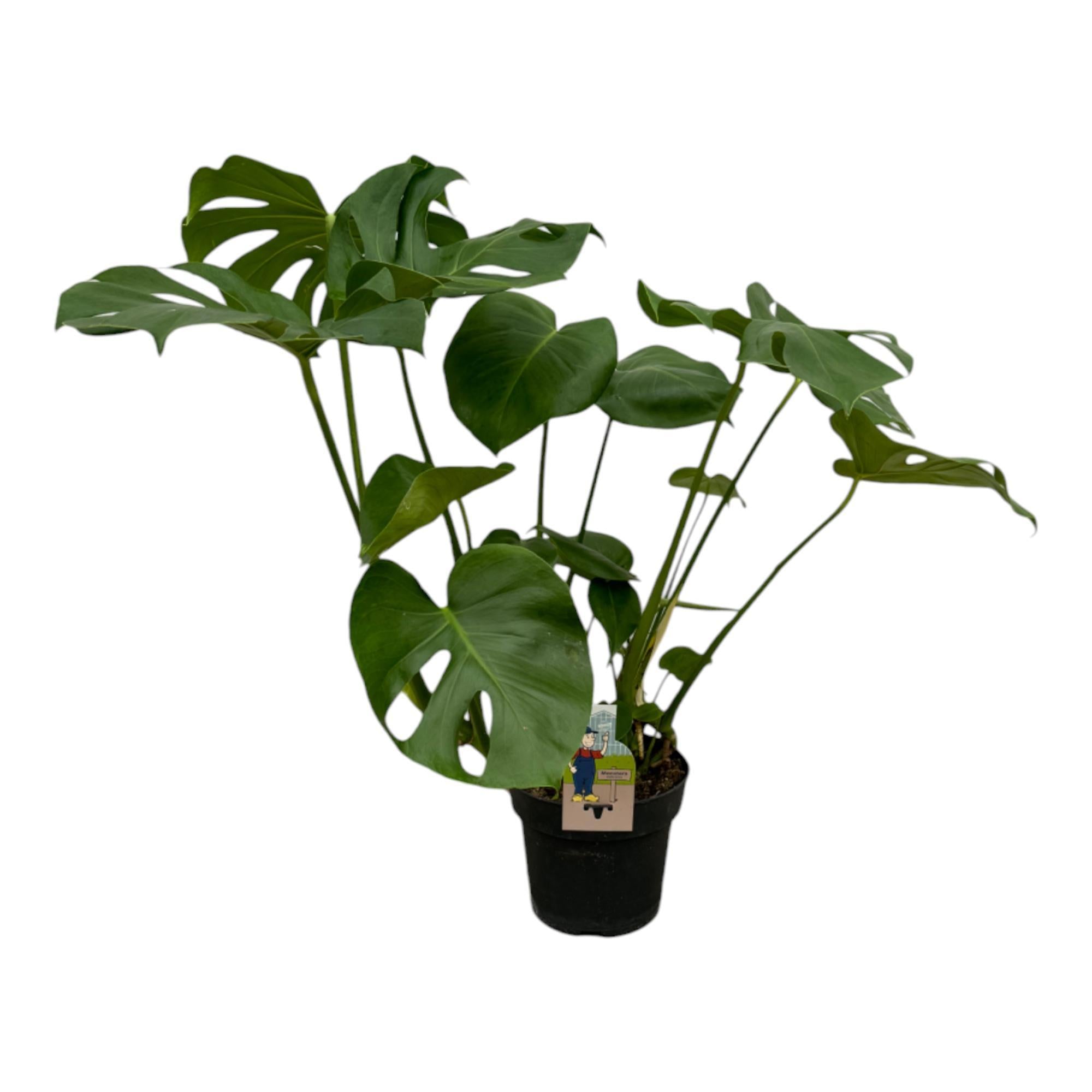 Monstera Deliciosa - 75cm - 21cm