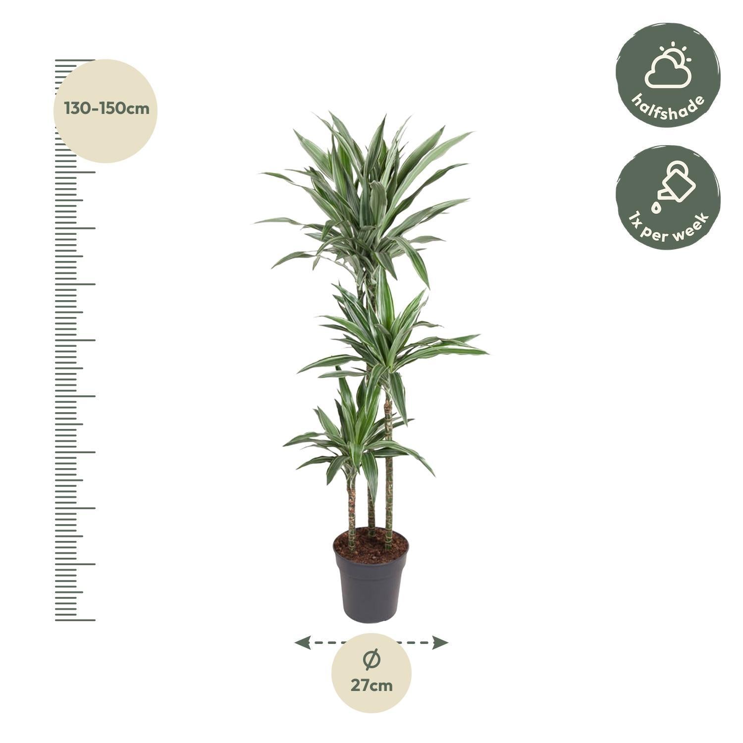 Drachenbaum Warneckei - Dracaena Warneckei - 140 cm - ø27