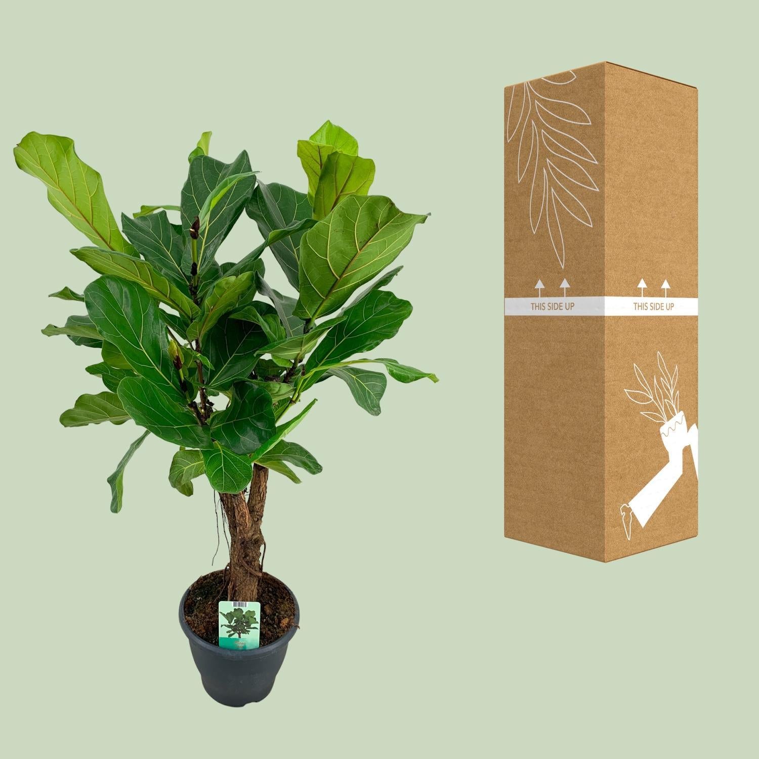 Geigenfeige - Ficus Lyrata - Ø26cm - ↕100cm