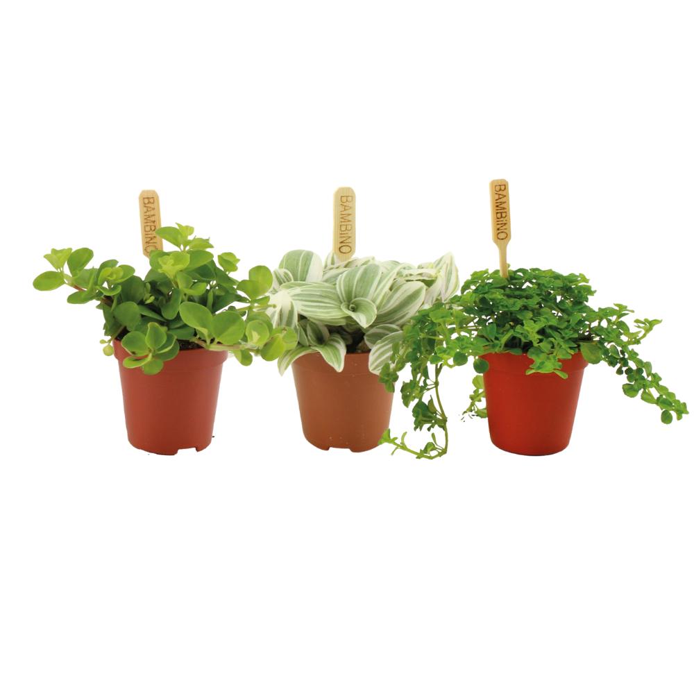 Eenvoudige stekplanten - 3 stuks - Ø5,5cm - ↕10cm