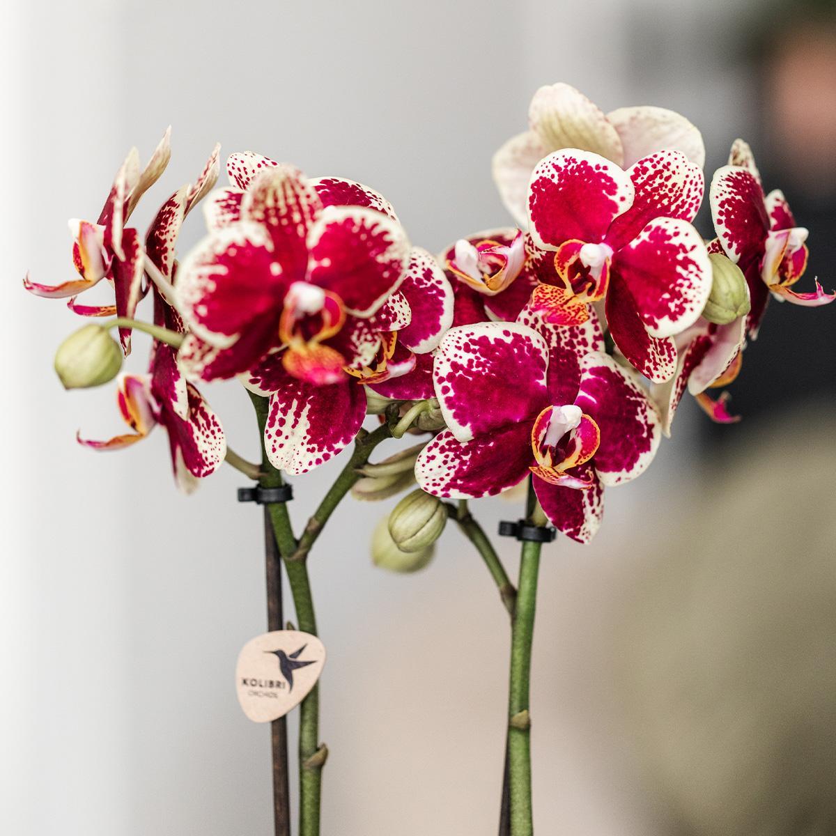 Orchidee Gelbe rote Phalaenopsis-Orchidee - Spanien + Bee Topf - Topfgröße Ø9cm | blühende Zimmerpflanze - frisch vom Züchter