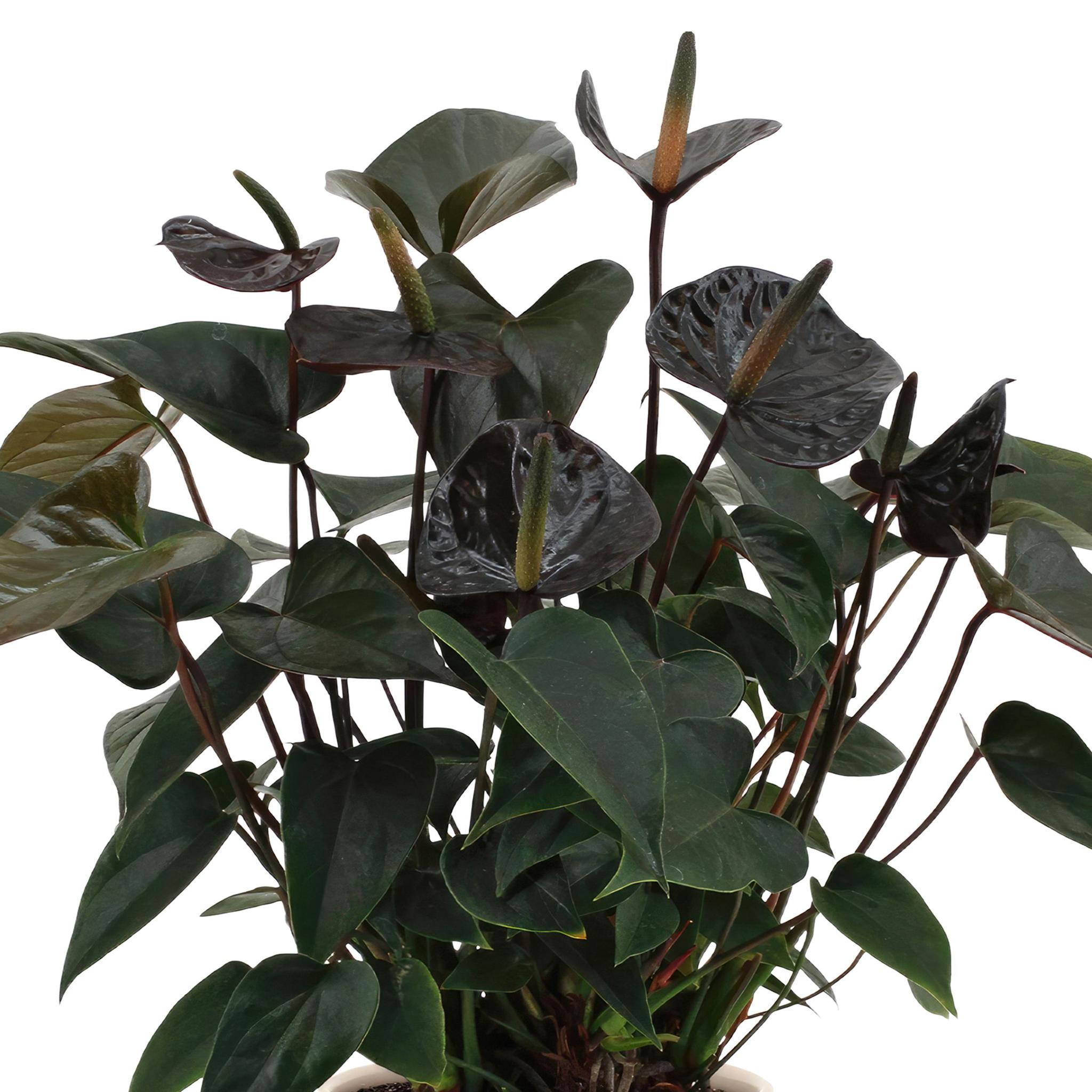 Anthurium andreanum Black Love incl. PURE Zinktopf - 45cm - Ø12