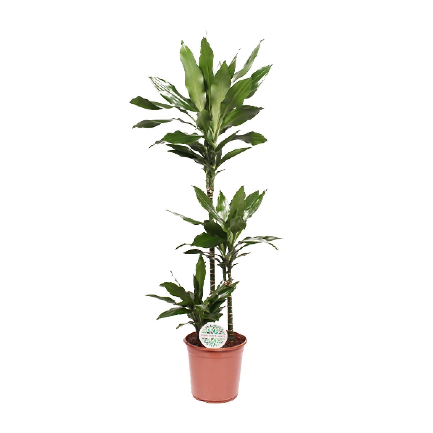 Drachenbaum Janet Lind - Dracaena Janet Lind - Ø24cm - ↕130cm