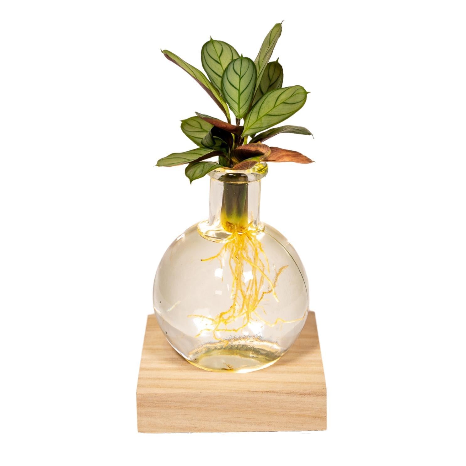 Calathea - Korbmarante -im Samoa glas mit LED Beleuchtung- Ø12cm - ↕10cm