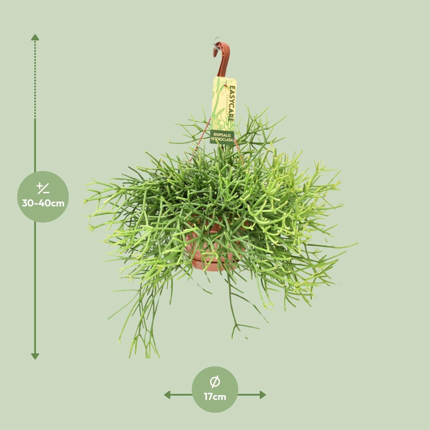 Korallenkaktus - Rhipsalis Heteroclada Kaktus - Ø17 ↕35