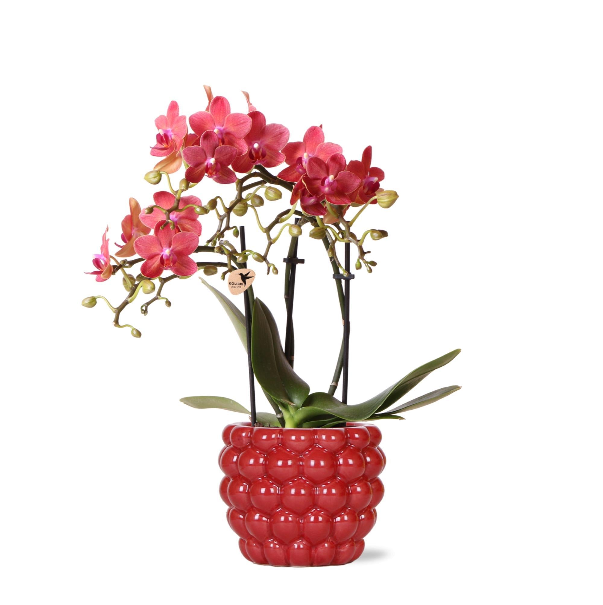 Orchidee rote Phalaenopsis-Orchidee - Kongo + Beeren-Ziertopf - Topfgröße Ø9cm - 40cm hoch | blühende Zimmerpflanze im Blumentopf - frisch vom Züchter